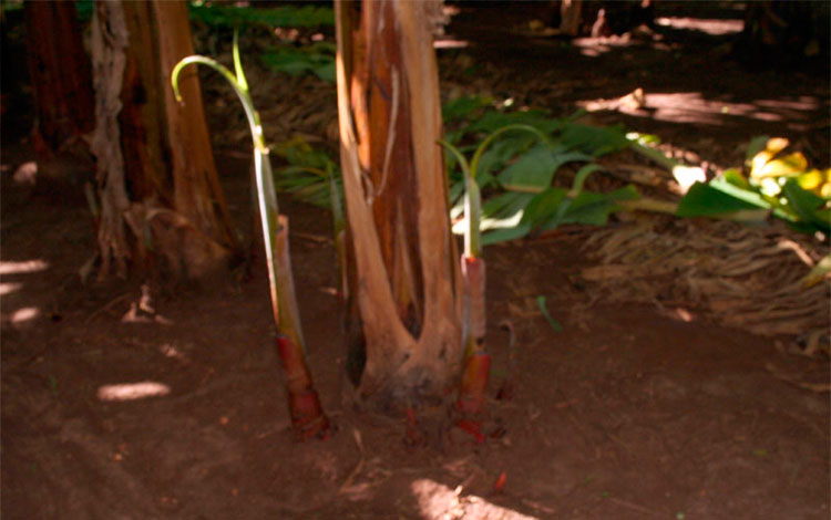 Fomento de las plantaciones de plátano en la finca La Fortaleza. Fomento de las plantaciones de plátano en la finca La Fortaleza.