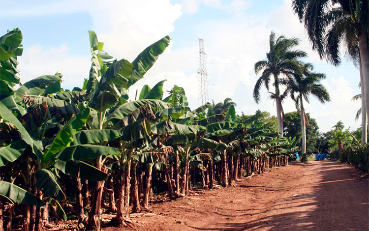 Platanal con nuevo años de desarrollo en la finca La Fortaleza, de Santo Domingo, Villa Clara. Platanal con nuevo años de desarrollo en la finca La Fortaleza, de Santo Domingo, Villa Clara.
