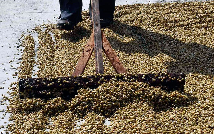 Beneficio de café. Beneficio de café.