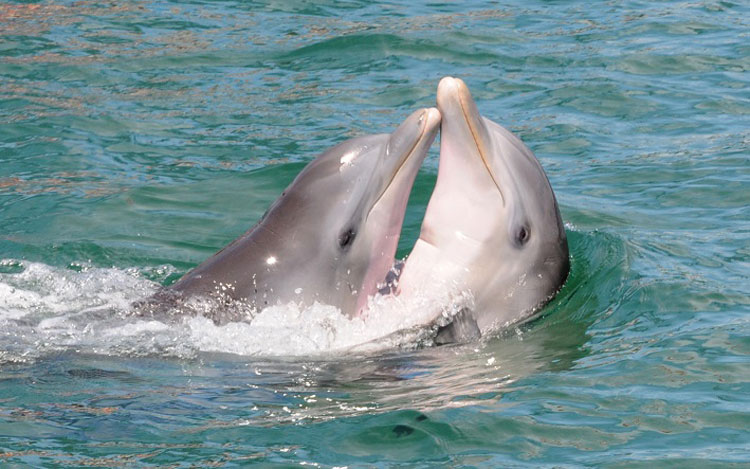 Delfines