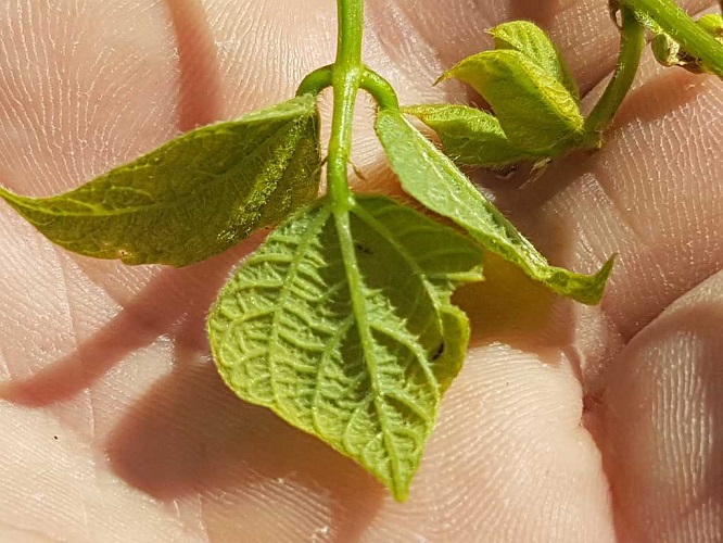 Daños que ocasiona el Thrips en las plantaciones. Daños que ocasiona el Thrips en las plantaciones.