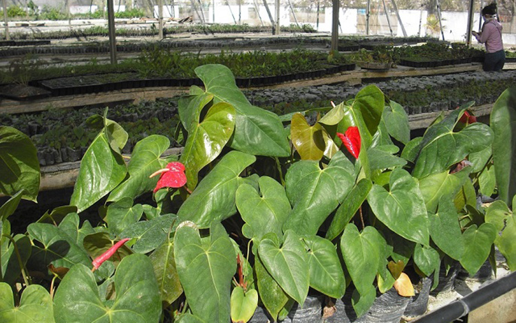 Plantas ornamentales obtenidas en el IBP. Plantas ornamentales obtenidas en el IBP.