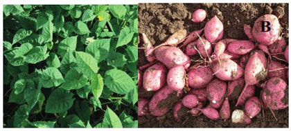 Variedad de boniato Inivit B-50. Variedad de boniato Inivit B-50.