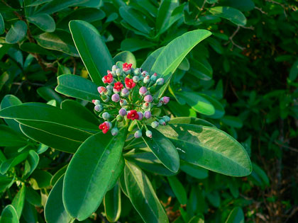 Planta de canela blanca. Planta de canela blanca.