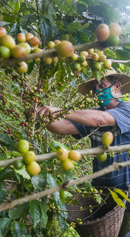 Recolección de café en Manicaragua, Villa Clara. Recolección de café en Manicaragua, Villa Clara.