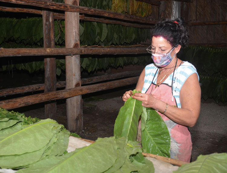 Ensarte de tabaco en Villa Clara. Ensarte de tabaco en Villa Clara.