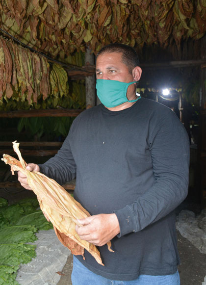Productor de tabaco en Villa Clara. Productor de tabaco en Villa Clara.