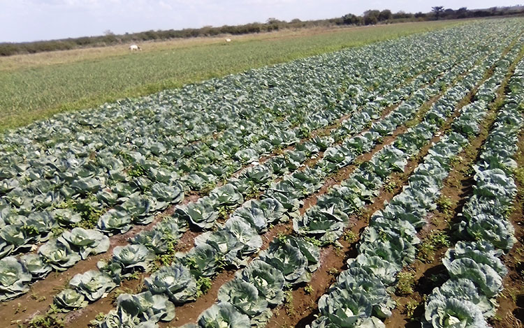 Plantaciones de la CPA Victoria de Girón, en Corralillo. Plantaciones de la CPA Victoria de Girón, en Corralillo.