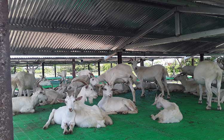 Crí­a de cabras en Taguayabón, Camajuaní­.