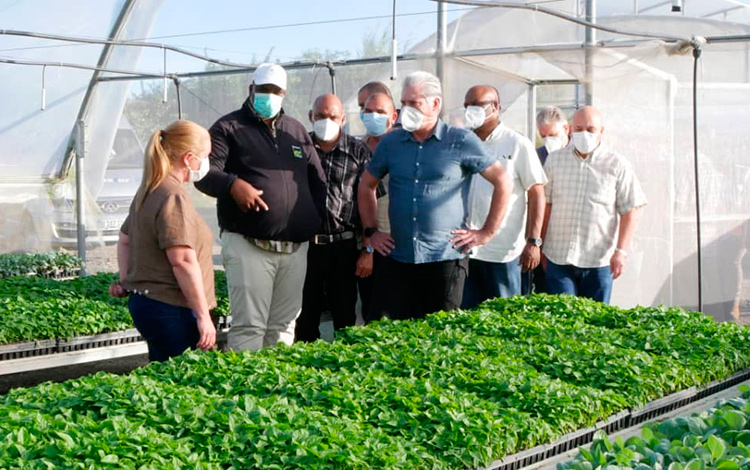 Presidente cubano, Miguel Díaz-Canel, visita casa de cultivo en la Empresa Agropecuaria Valla del Yabú, en Santa Clara. Presidente cubano, Miguel Díaz-Canel, visita casa de cultivo en la Empresa Agropecuaria Valla del Yabú, en Santa Clara.