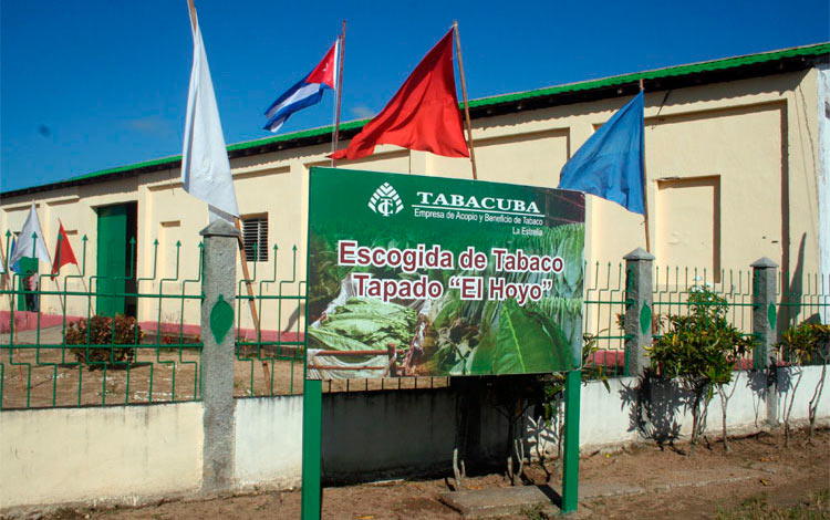 Escogida de tabaco El Hoyo, de Manicaragua. Escogida de tabaco El Hoyo, de Manicaragua.