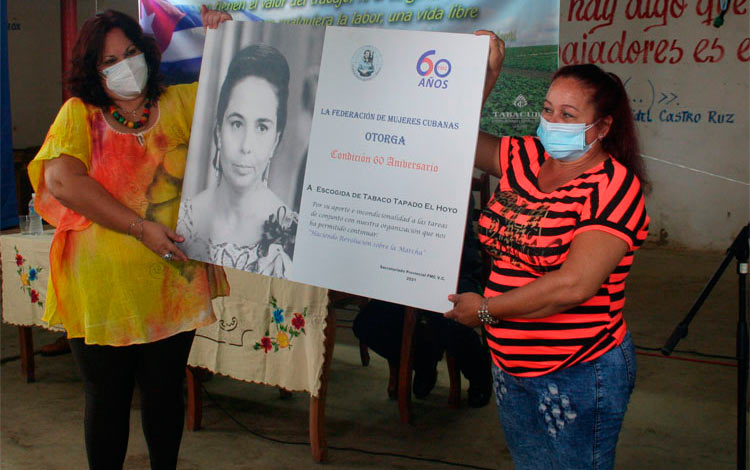 Entrega de la condición Aniversario 60 de la FMC a la escogida de tabaco El Hoyo, de Manicaragua. Entrega de la condición Aniversario 60 de la FMC a la escogida de tabaco El Hoyo, de Manicaragua.