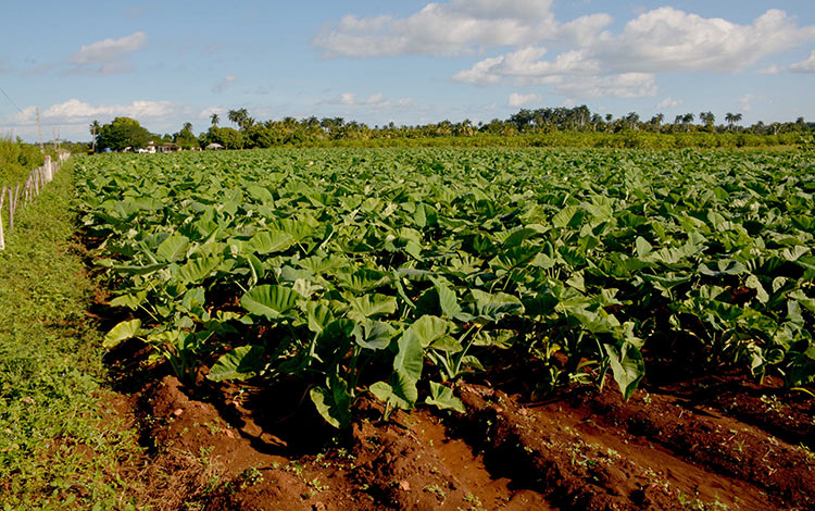 Plantación de malanga en el polo productivo de Dolores, en Caibarién.