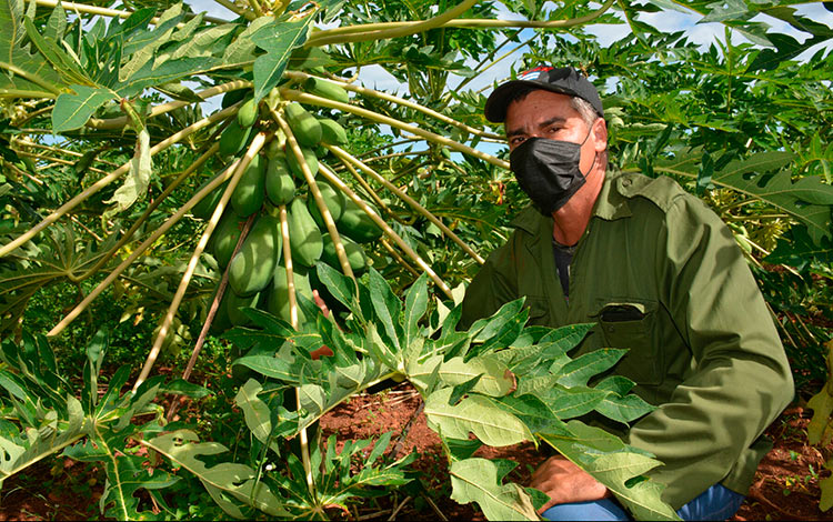 Cultivo de frutabomba en Quemado de Gí¼ines. Cultivo de frutabomba en Quemado de Gí¼ines.