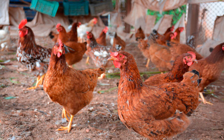 Cría de aves en la UBPC Grito de Yara, de Quemado de Gí¼ines. Cría de aves en la UBPC Grito de Yara, de Quemado de Gí¼ines.