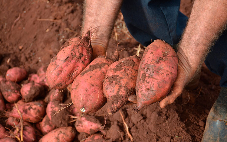 Cultivo de boniato en la UBPC Grito de Yara, de Quemado de Gí¼ines. Cultivo de boniato en la UBPC Grito de Yara, de Quemado de Gí¼ines.