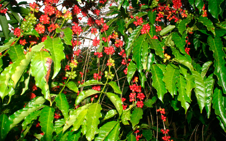 Plantación de café en Gí¼inía de Miranda. Plantación de café en Gí¼inía de Miranda.