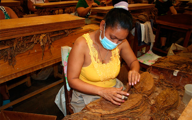 Producción de tabaco torcido en Manicaragua. Producción de tabaco torcido en Manicaragua.