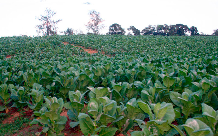 Cultivo de tabaco a sol en Manicaragua. Cultivo de tabaco a sol en Manicaragua.