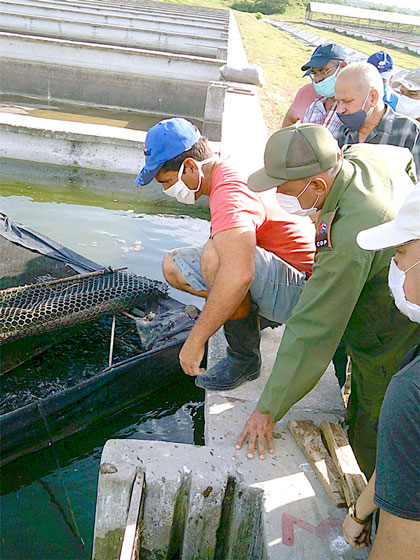 Gobernador de Santa Clara aprecia producció nde alevines en Sagua la Grande. Gobernador de Santa Clara aprecia producció nde alevines en Sagua la Grande.