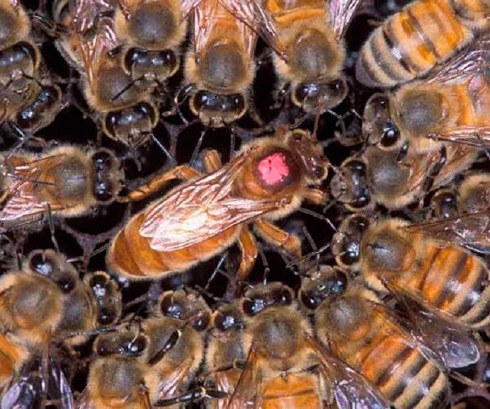 Abejas en la colmena. Abejas en la colmena.