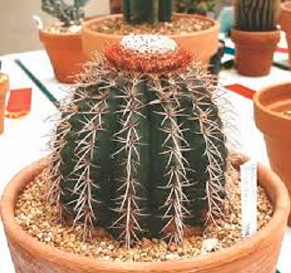 Cactus. Cactus.