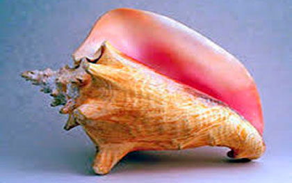 Caracol del cobo. Caracol del cobo.