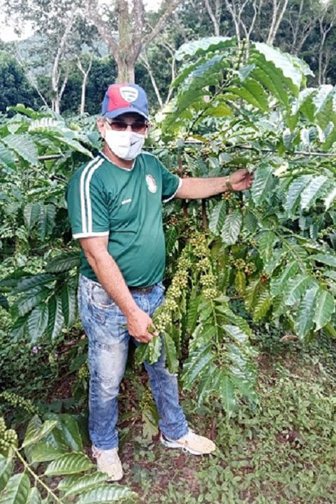 Productor con matas de café Robusta.