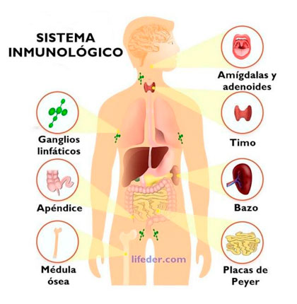 í“rganos del sistema inmunológico.