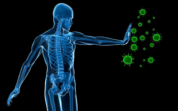 Sistema inmunológico contra la COVID-19.