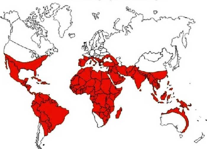 Mapa de la distribución del dengue por el mundo. Mapa de la distribución del dengue por el mundo.