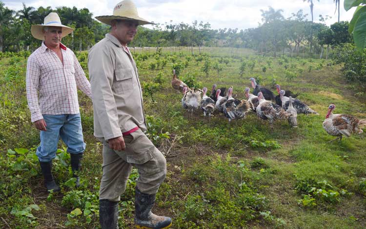 Mientras recorríamos la finca, entre las matas de guayaba en crecimiento, nos tropezamos con esta cría de guanajos.