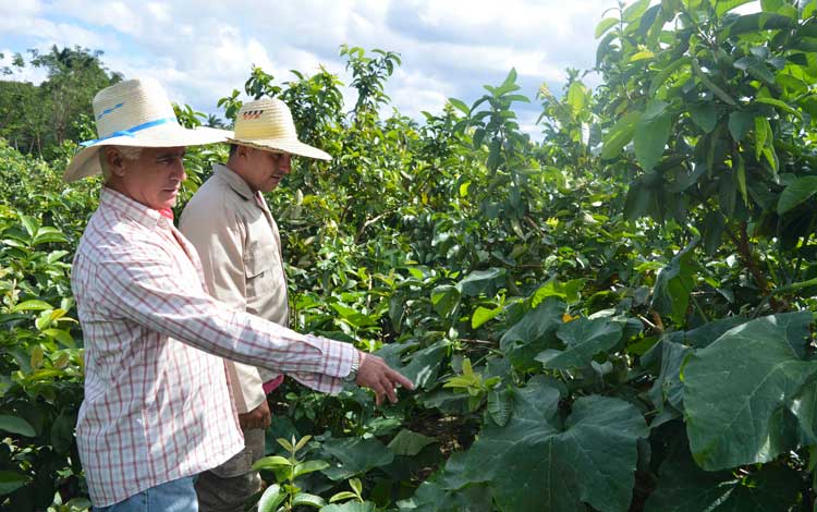 Pedro y Anniel muestran sus matas de guayaba, en plena fase de producción.