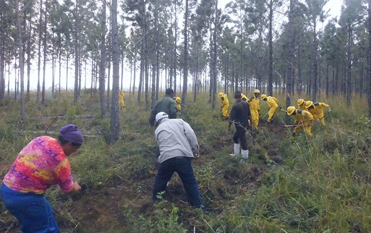 Brigadas de enfrentamiento a incendios forestales participan en ejercicio en Villa Clara.