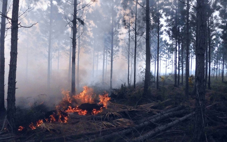 Foto de incendio forestal, en ejercicio de enfrentamiento contra los ciniestros.