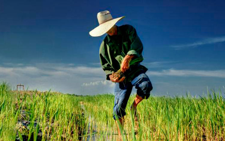 Campesino cubano.