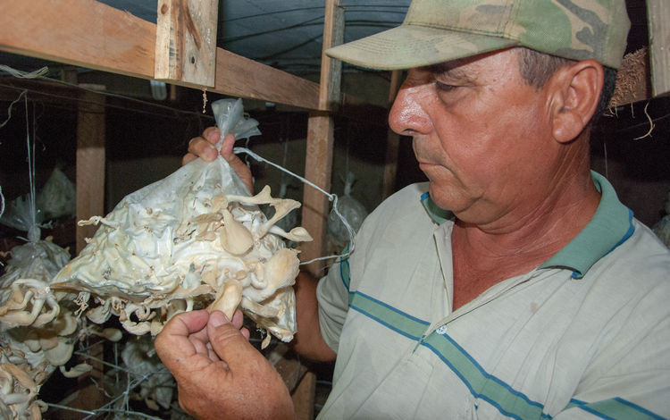Modesto Robaina, administrador de la UBPC La Herradura muestra cultivo de hongo comestible.