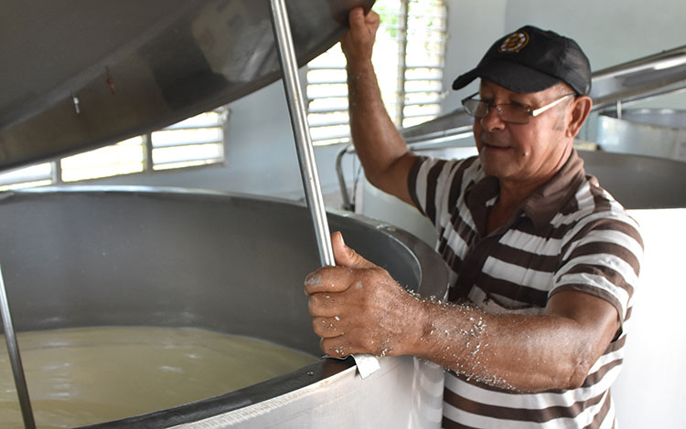 Proyecto Agrocadenas favorece producción de leche en Remedios, Villa Clara.