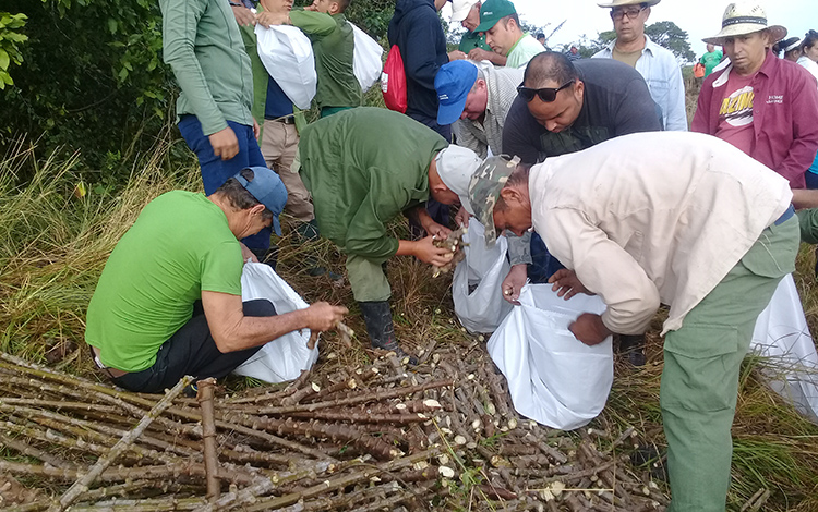 Los voluntarios se organizaron para cumplir con la siembra de más de diez hectáreas de yuca y dos de boniato, en el polo productivo de nueva creación Paso Real, de Encrucijada. (Foto: Francisnet Díaz Rondón) Los voluntarios se organizaron para cumplir con la siembra de más de diez hectáreas de yuca y dos de boniato, en el polo productivo de nueva creación Paso Real, de Encrucijada. (Foto: Francisnet Díaz Rondón)