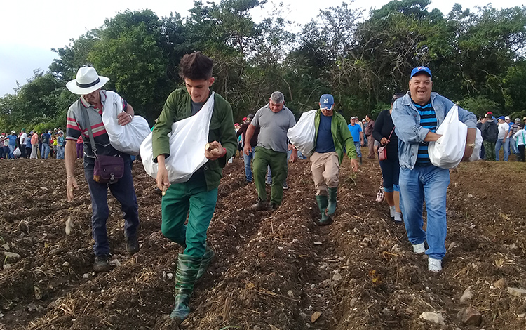 Con visible entusiasmo y dedicación cientos de villaclareños dieron su aporte en la producción de alimentos este domingo en Encrucijada. (Foto: Francisnet Díaz Rondón)