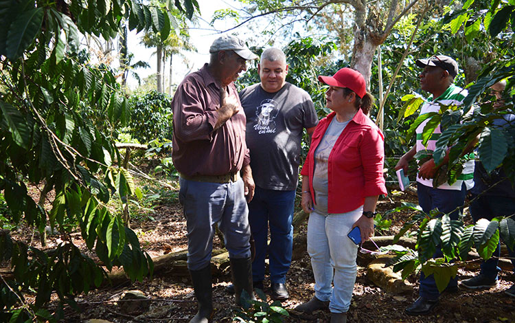 Primera secretaria del PCC en Villa Clara, Yudí Rodríguez Hernández, visita los cafetales del campesino Amado Santana. Primera secretaria del PCC en Villa Clara, Yudí Rodríguez Hernández, visita los cafetales del campesino Amado Santana.