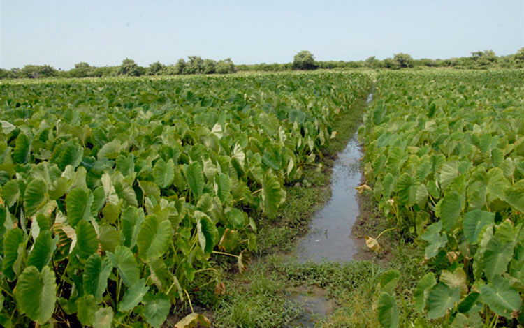 Campo de malanga en la CPA Victoria de Girón, en Corralillo.