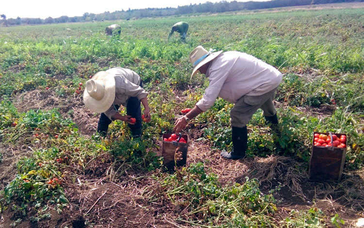 Recolección de tomate en la CPA Victoria de Girón, en Corralillo, Villa Clara. Recolección de tomate en la CPA Victoria de Girón, en Corralillo, Villa Clara.