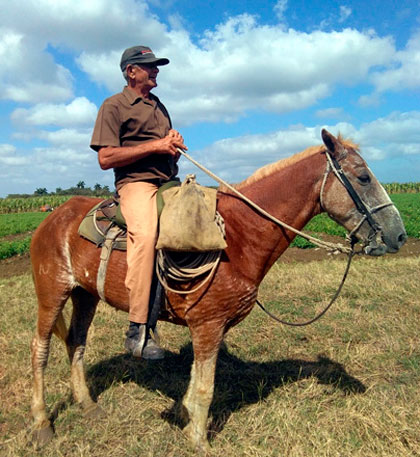 Ricardo Moreno, campesino de la CPA Victoria de Girón, en Corralillo. Ricardo Moreno, campesino de la CPA Victoria de Girón, en Corralillo.
