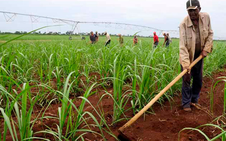Agricultura cañera