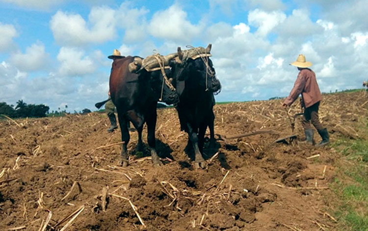 Aradura de campos para la siembra de caña. Aradura de campos para la siembra de caña.