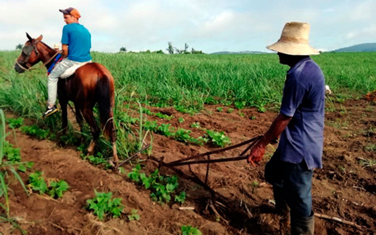 Uso del caballo en la atención al cultivo del frijol intercalado en los cañaverales en Remedios. Uso del caballo en la atención al cultivo del frijol intercalado en los cañaverales en Remedios.
