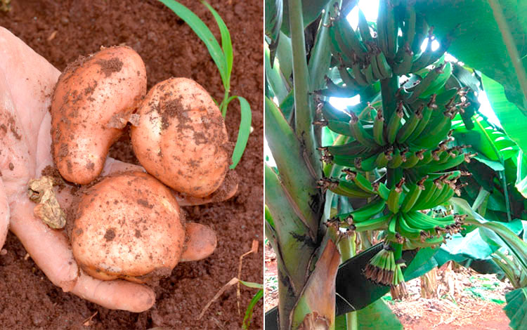 Producción de papa y plátano de fruta en Quemado de Güines.