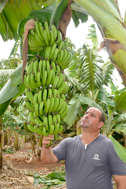 Yoel Chirino, jefe de la granja Margarita, de Quemado de Gí¼ines. Yoel Chirino, jefe de la granja Margarita, de Quemado de Gí¼ines, muestra platanales recuperados.