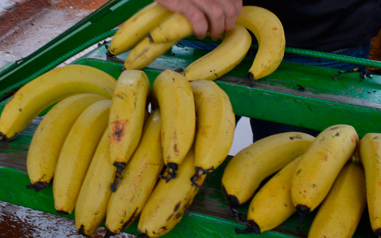 Plátanos fruta de Lutgardita, Quemado de Gí¼ines, Villa Clara.